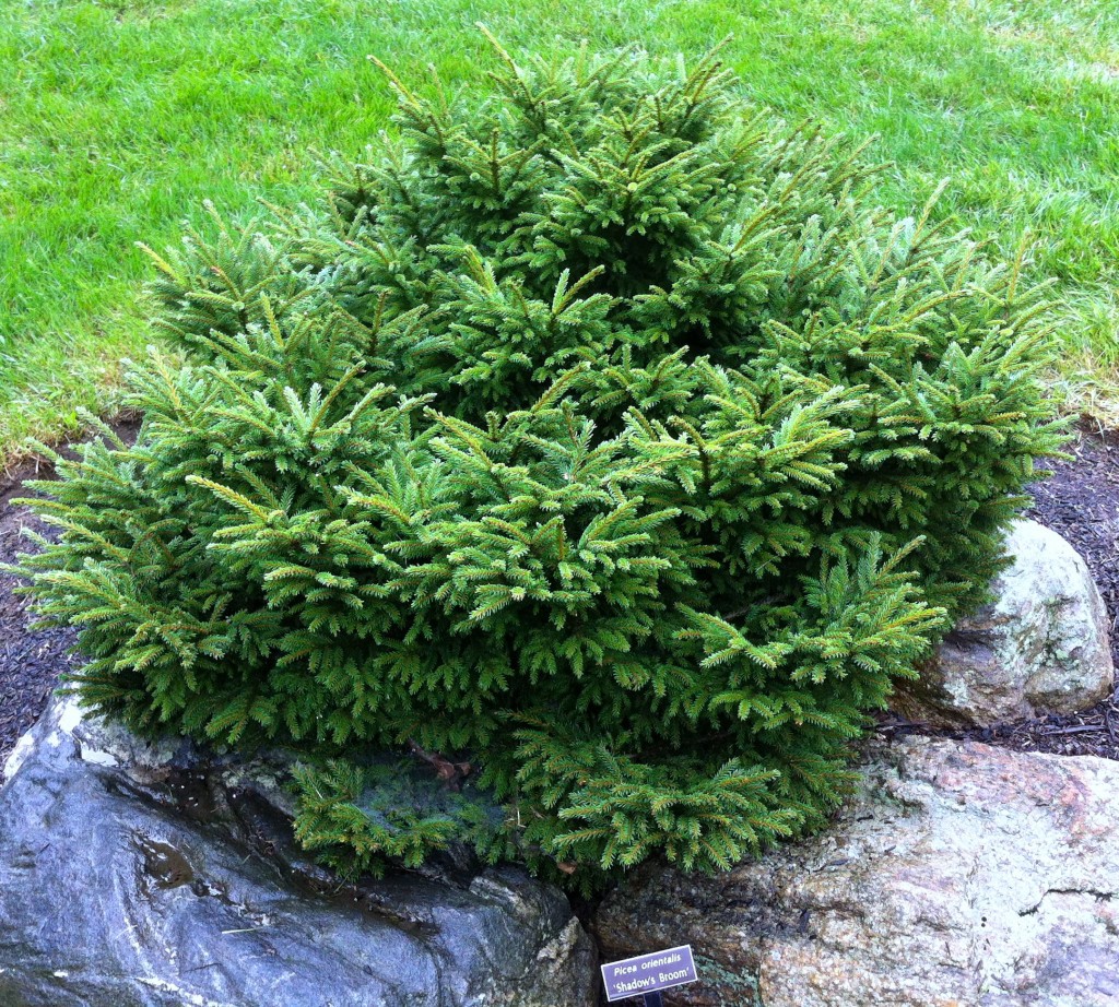 Picea orientalis 