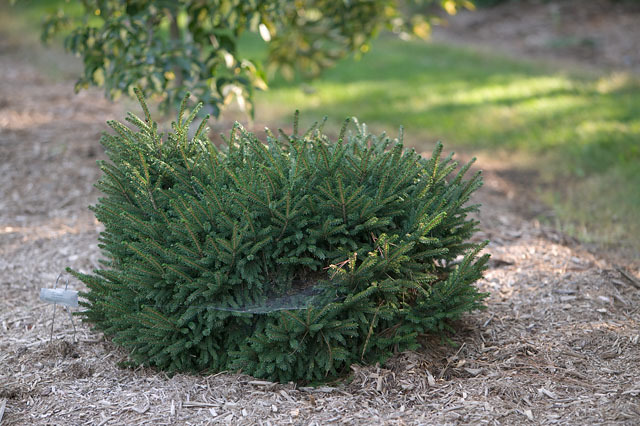 Picea orientalis 