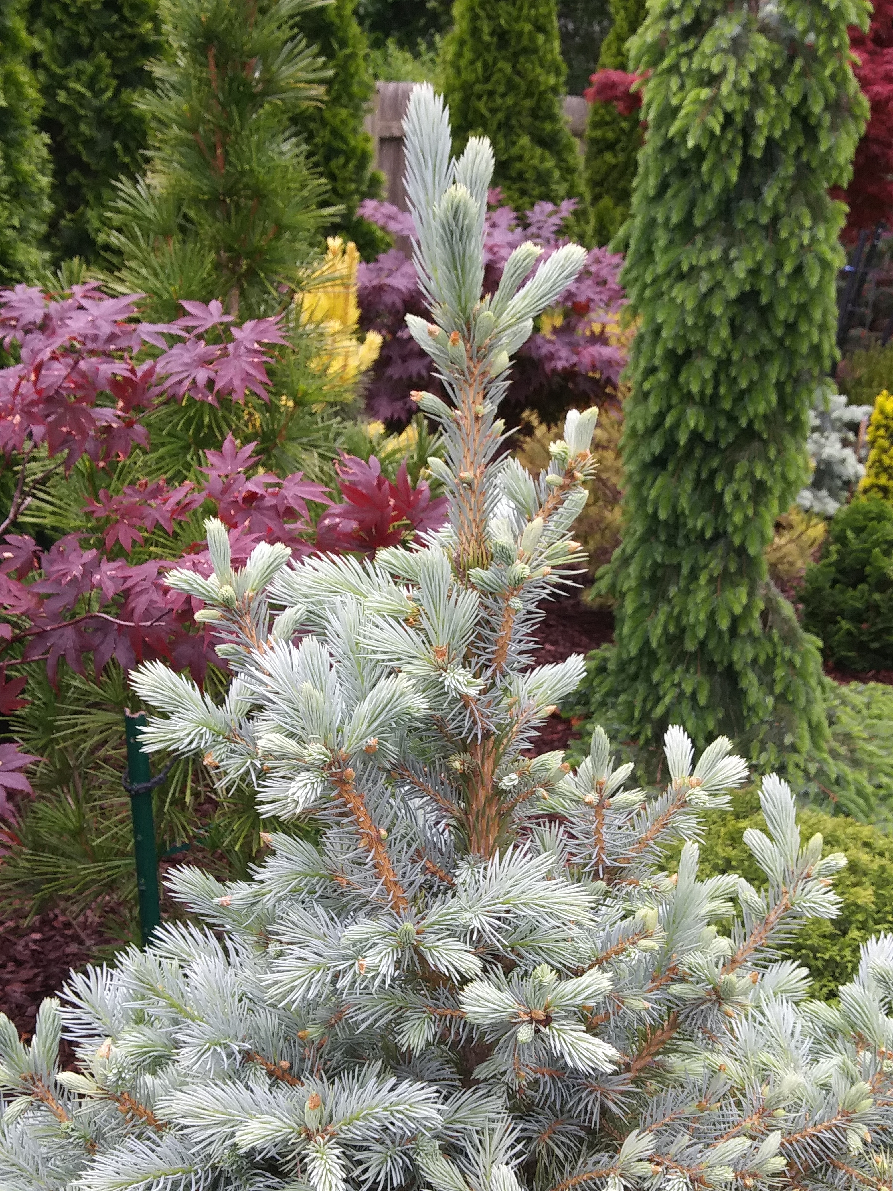 Picea pungens 