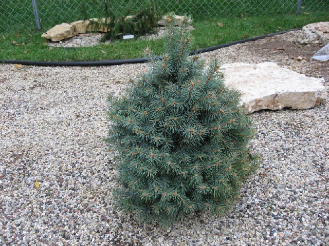 Picea pungens 