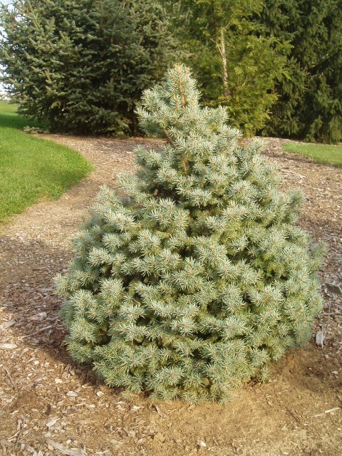 Picea pungens 