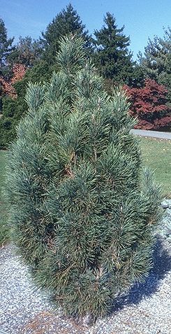 Pinus sylvestris 