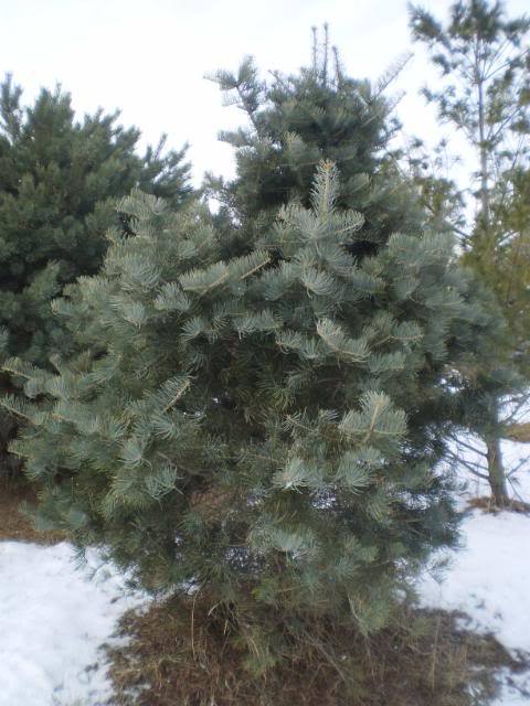 Abies concolor 