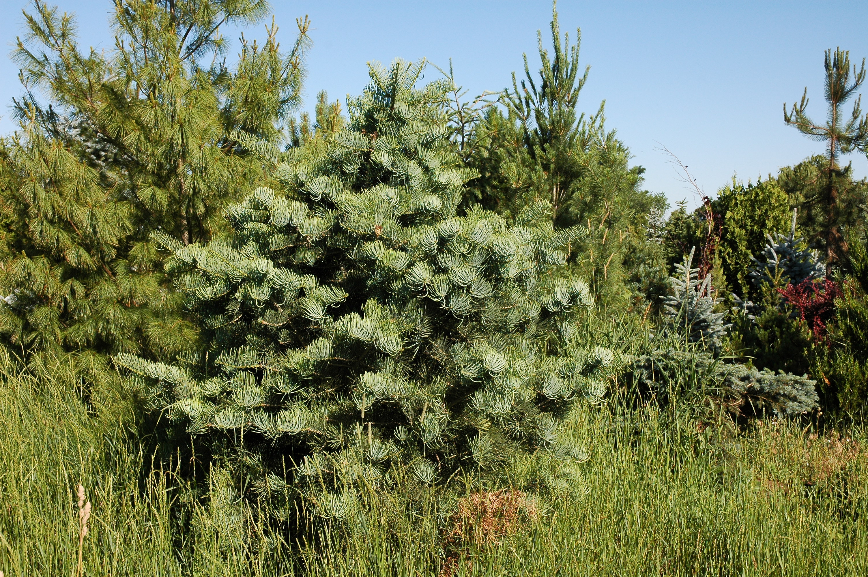 Abies concolor 
