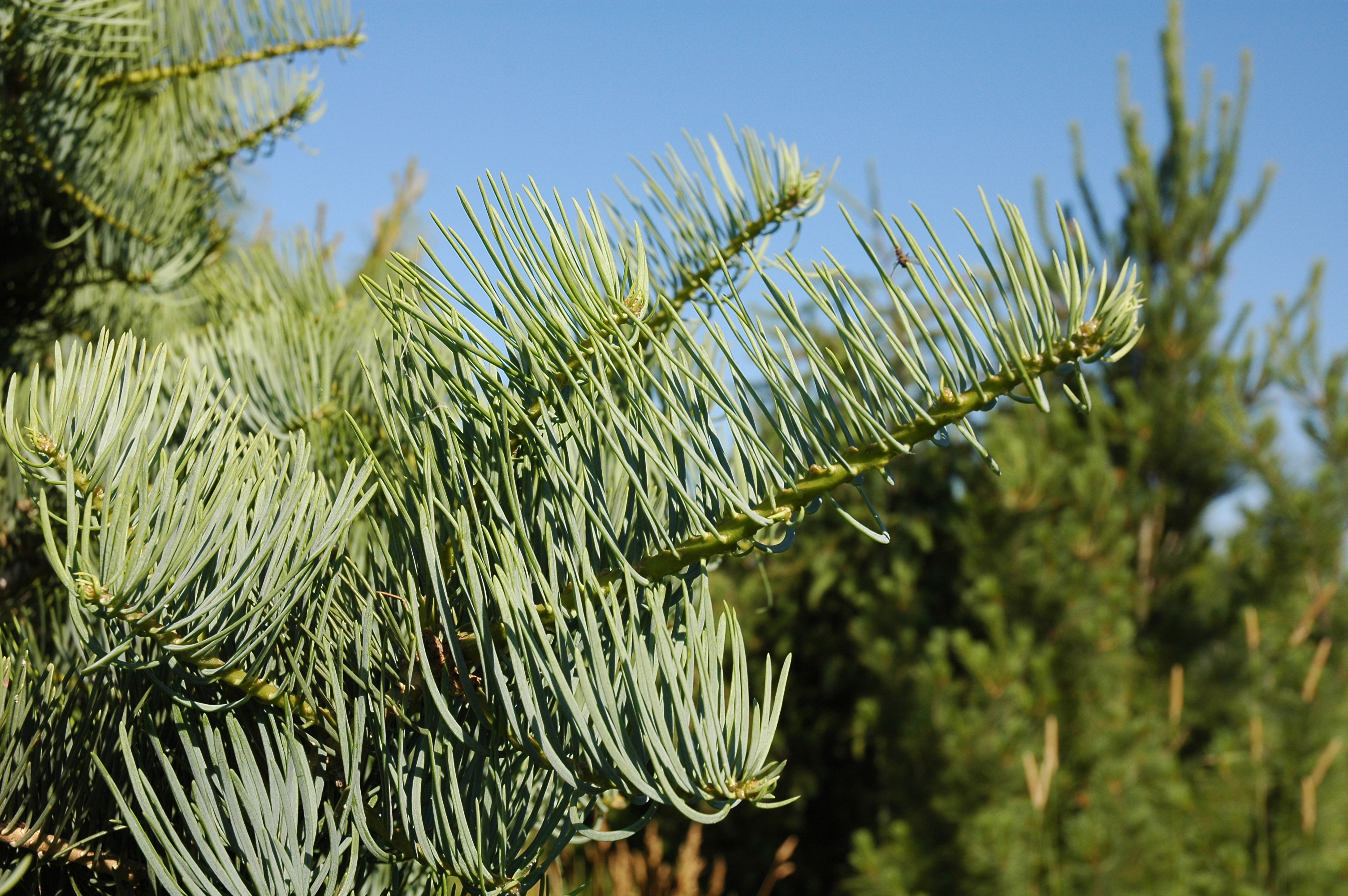 Abies concolor 