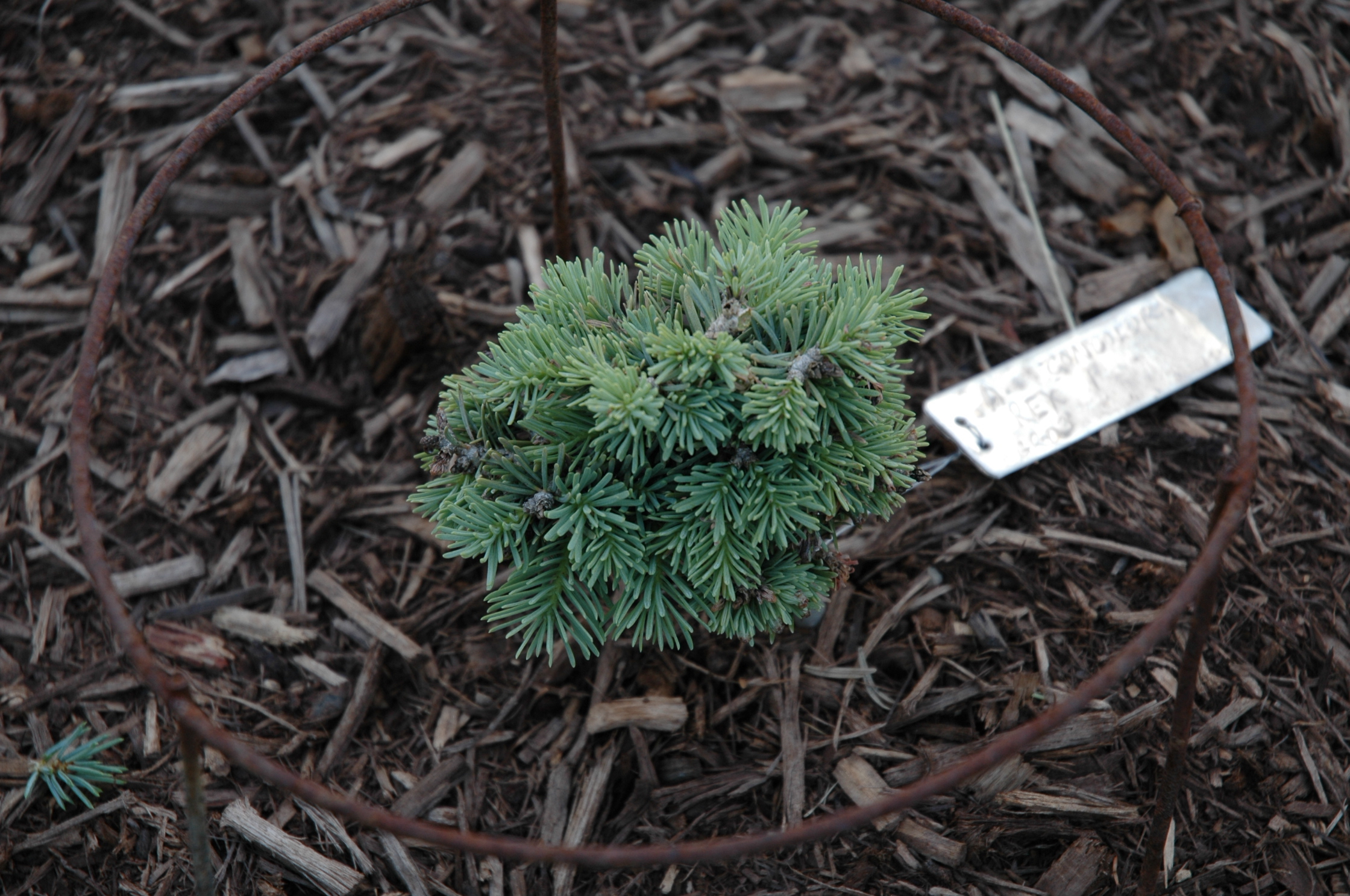 Abies concolor 