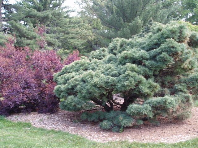 Pinus strobus 