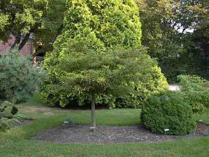 Taxodium distichum 