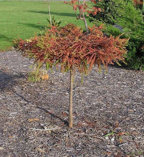 Taxodium distichum 