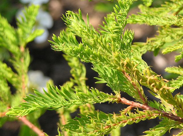 Taxodium distichum 