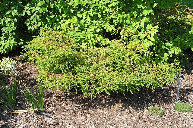 Taxodium distichum 