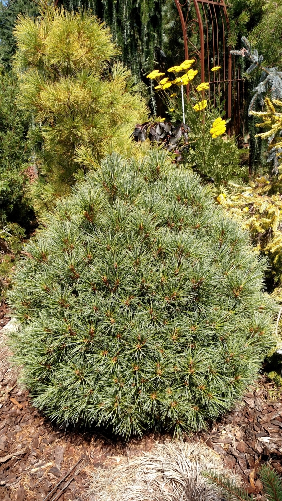 Pinus strobus 
