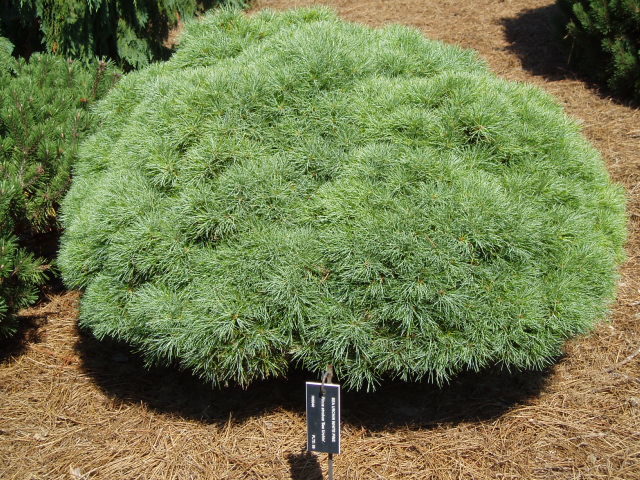 Pinus strobus 