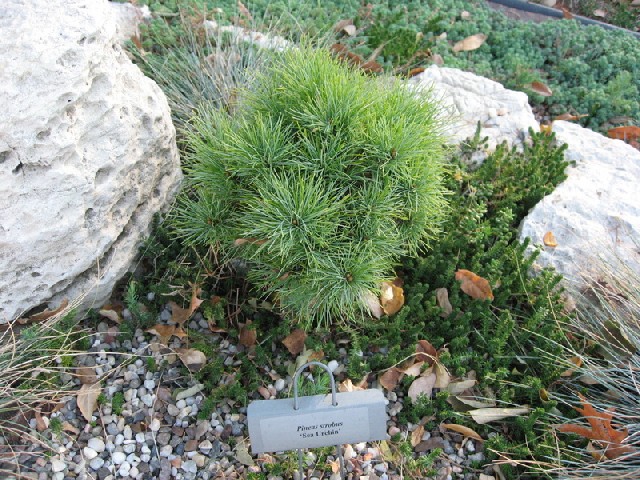 Pinus strobus 