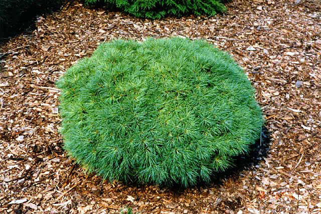 Pinus strobus 