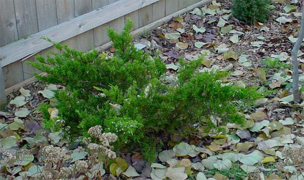 Juniperus chinensis 