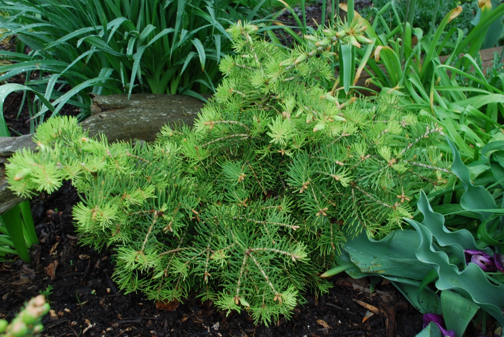 Abies concolor 