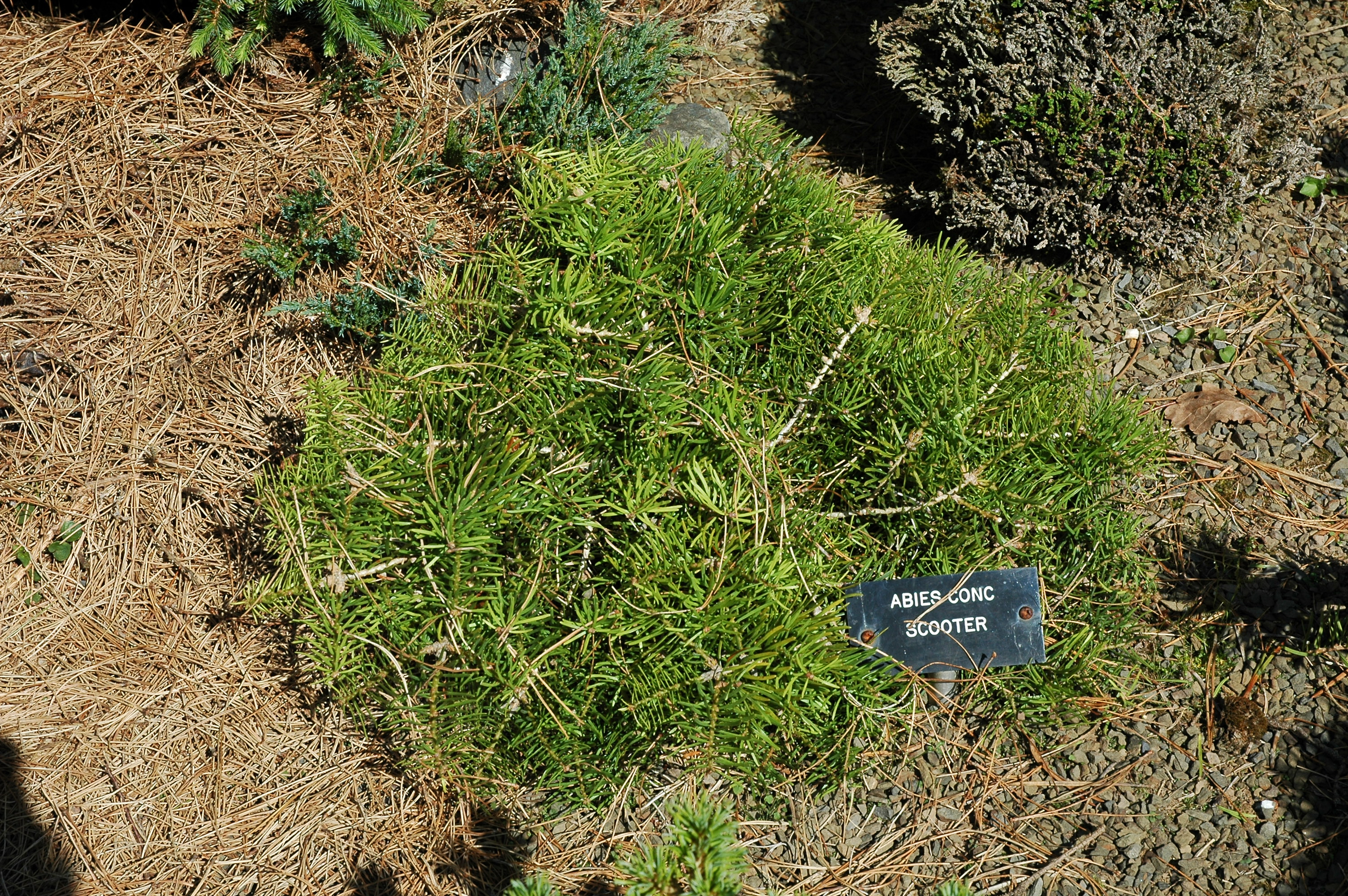 Abies concolor 