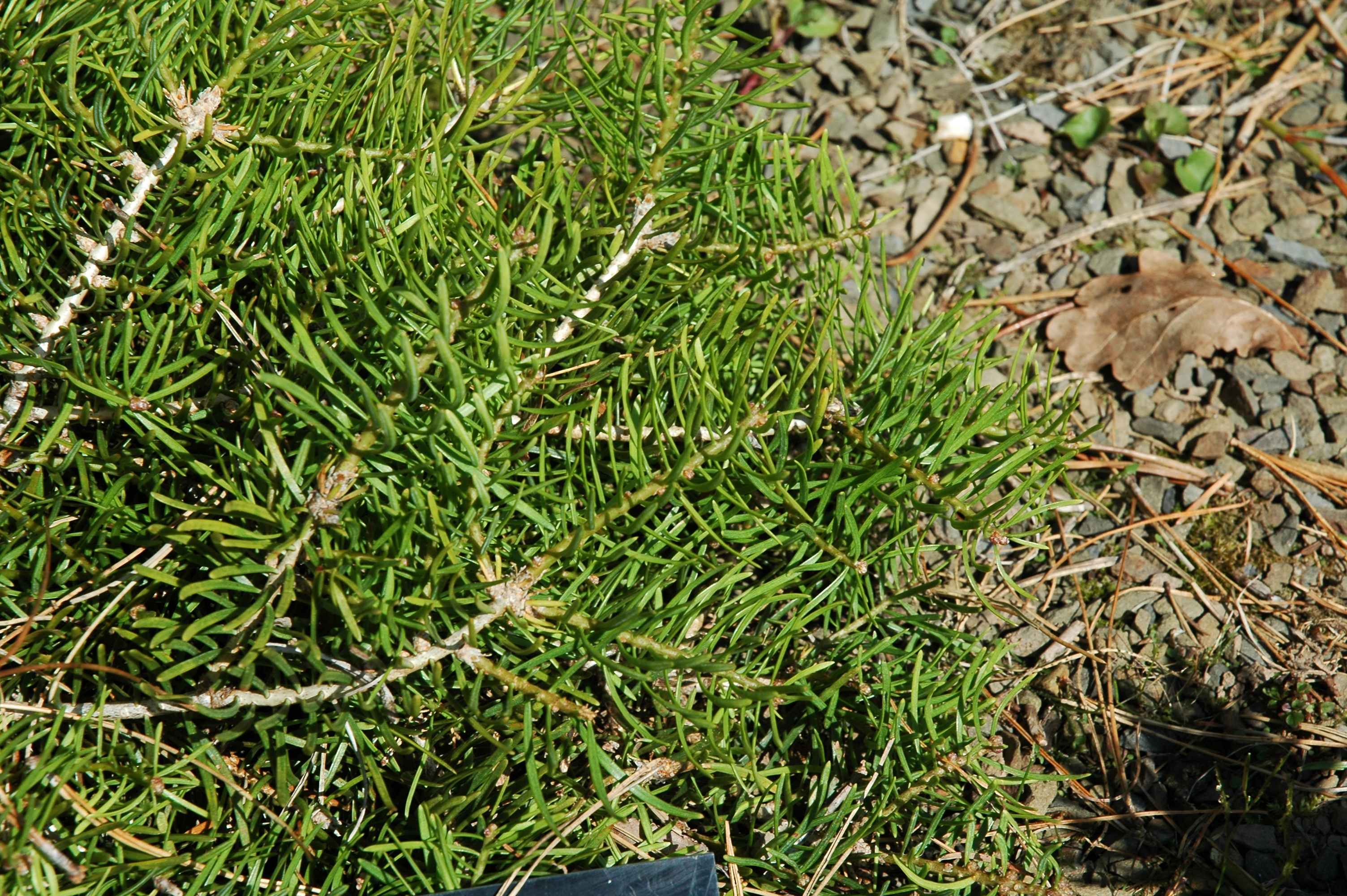 Abies concolor 