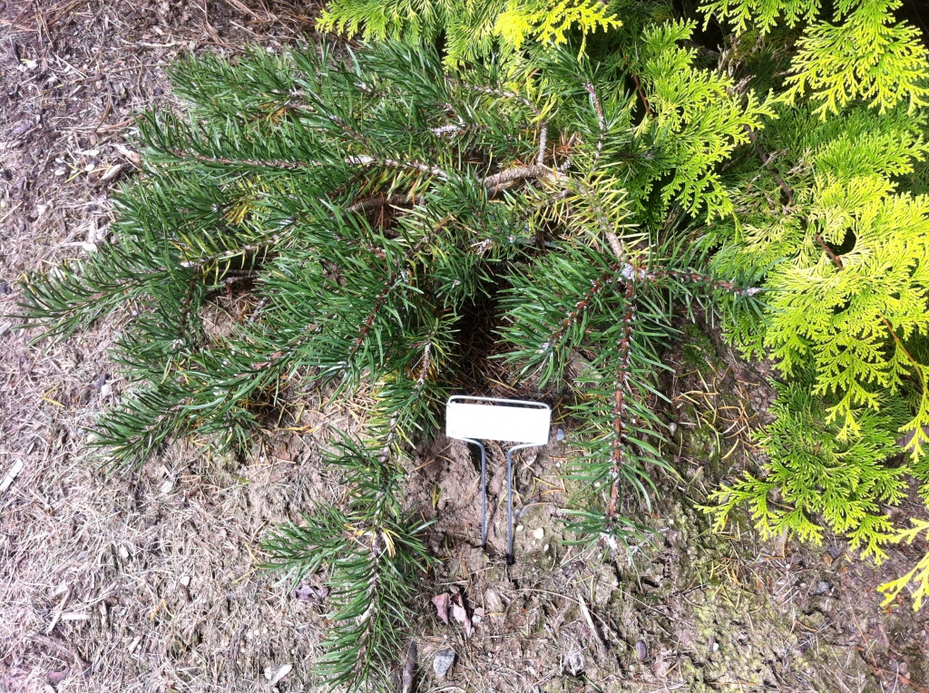 Pinus banksiana 