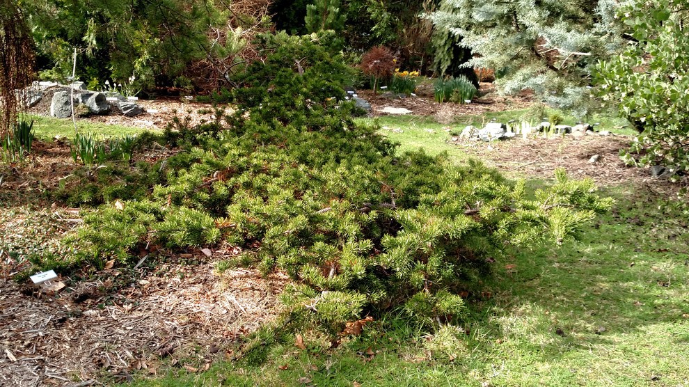 Pinus banksiana 