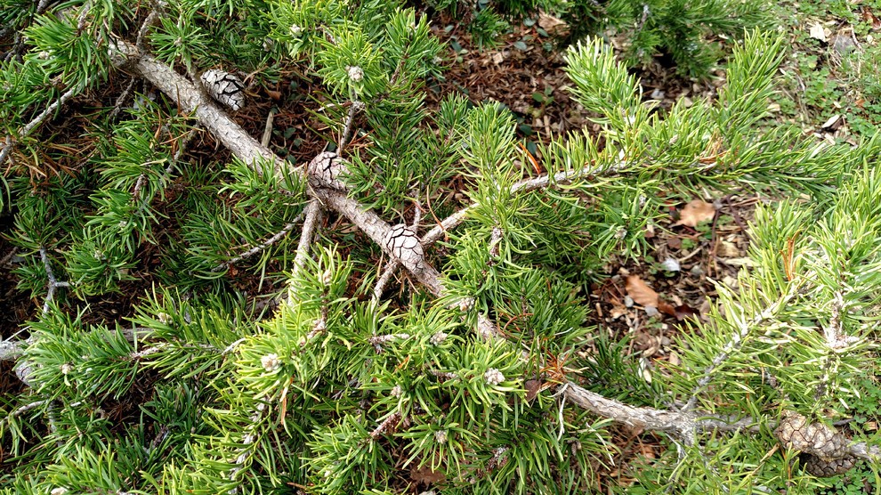 Pinus banksiana 