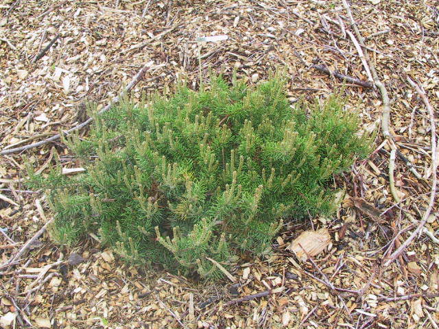 Pinus banksiana 