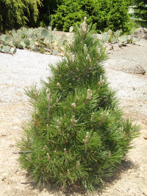 Pinus heldreichii 