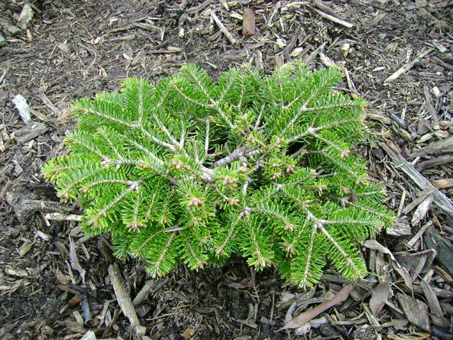 Abies alba 