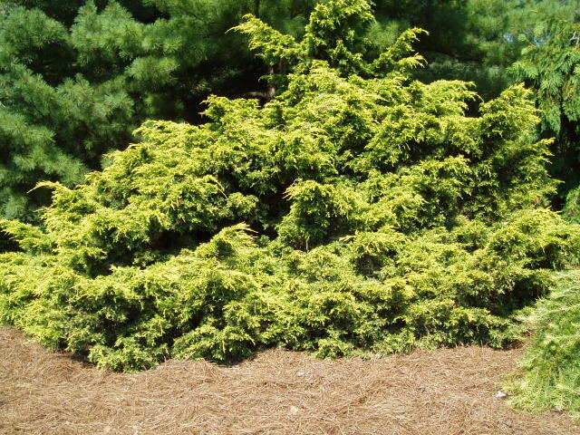 Juniperus chinensis 