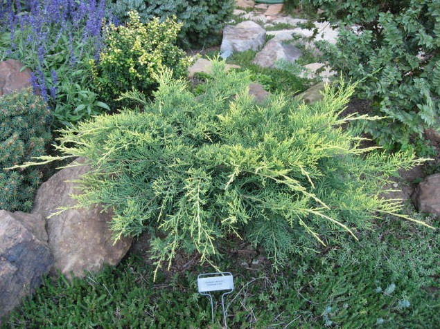 Juniperus chinensis 