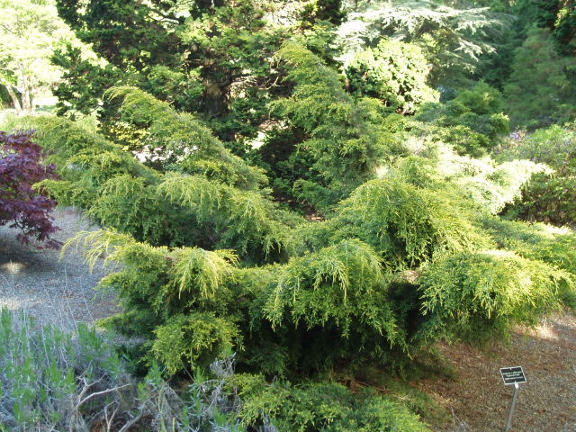 Juniperus chinensis 