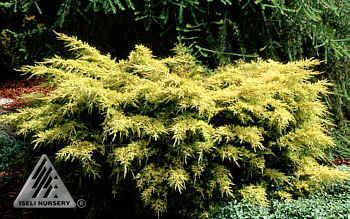 Juniperus chinensis 