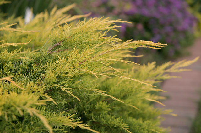Juniperus chinensis 