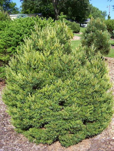 Pinus sylvestris 