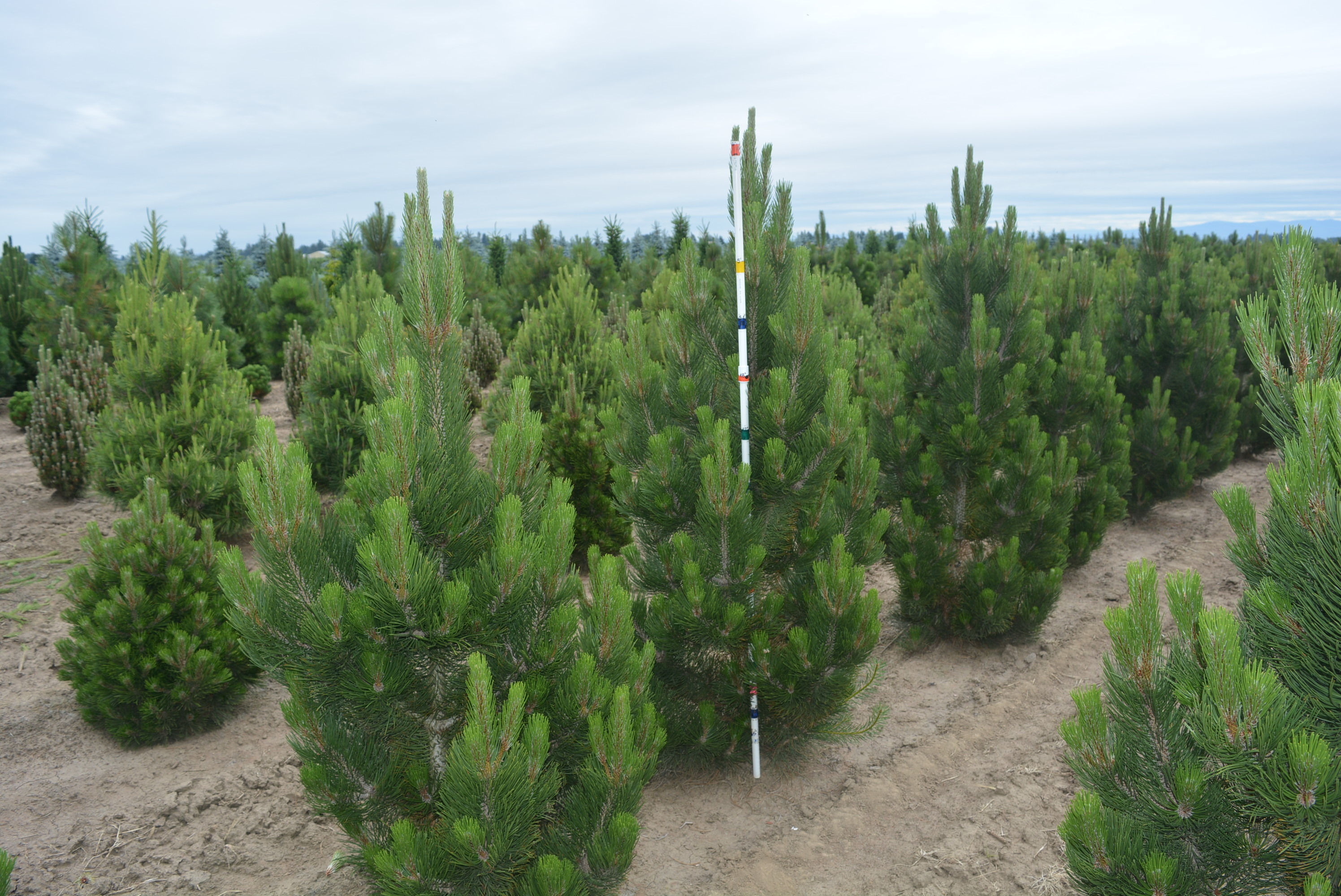 Pinus heldreichii 