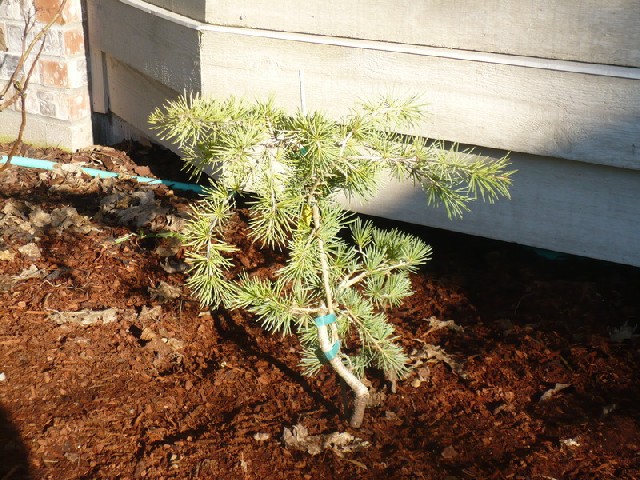 Cedrus libani 