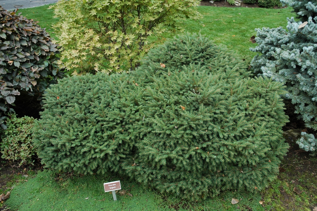 Picea abies 