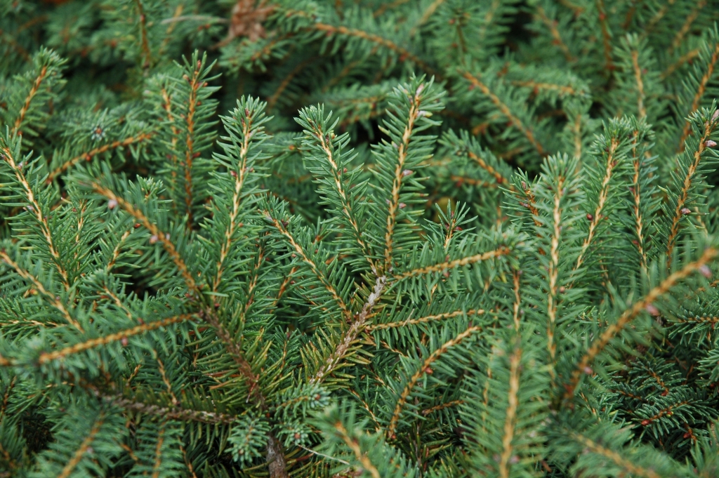 Picea abies 