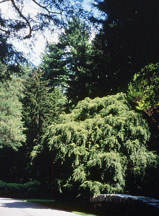 Tsuga canadensis 