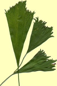 Ginkgo biloba 