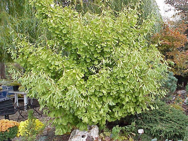 Ginkgo biloba 