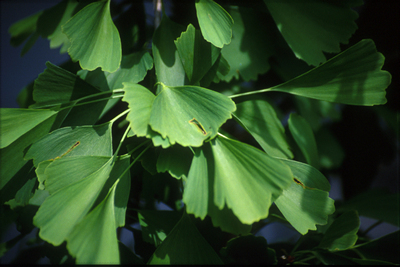 Ginkgo biloba 