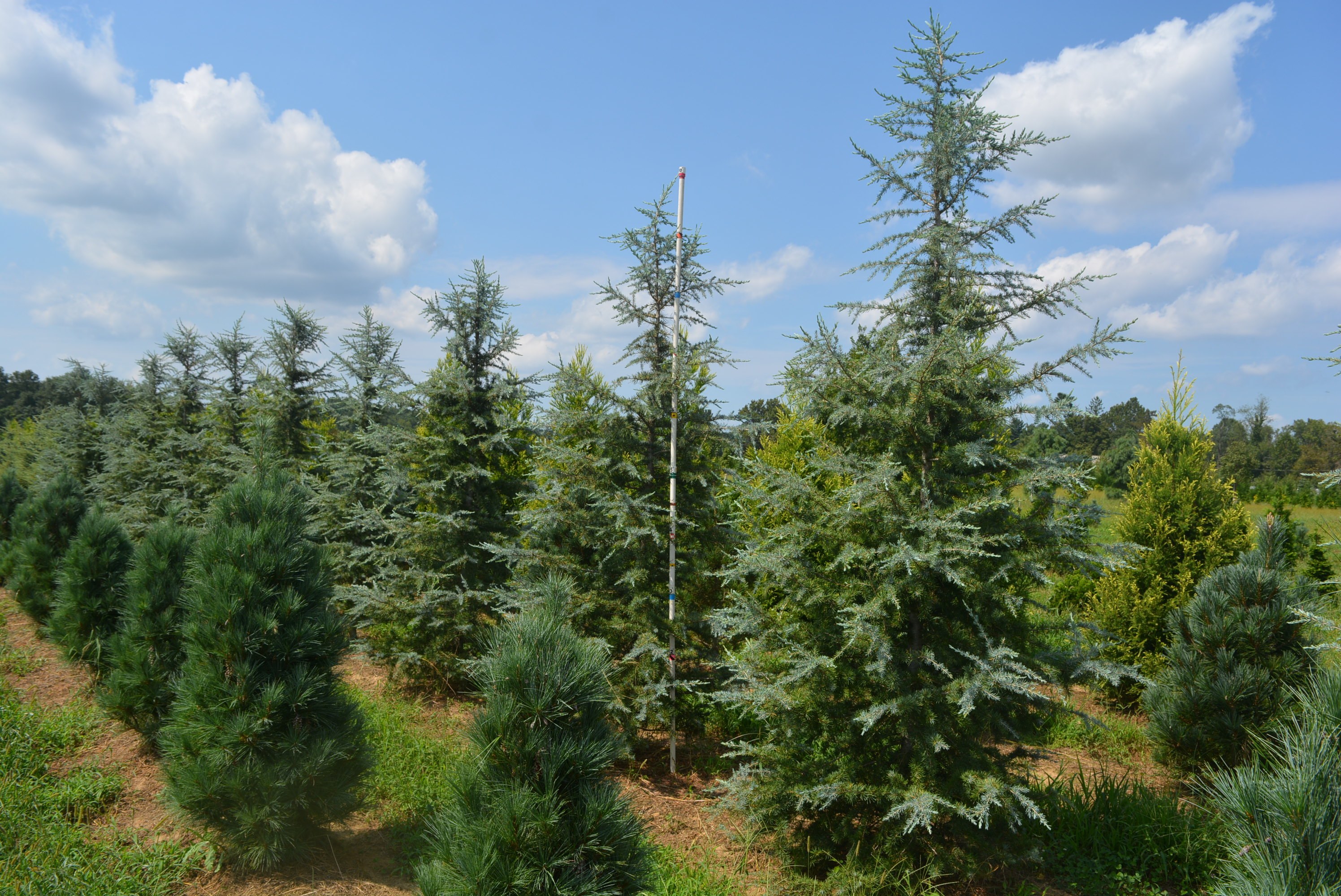 Cedrus deodara 
