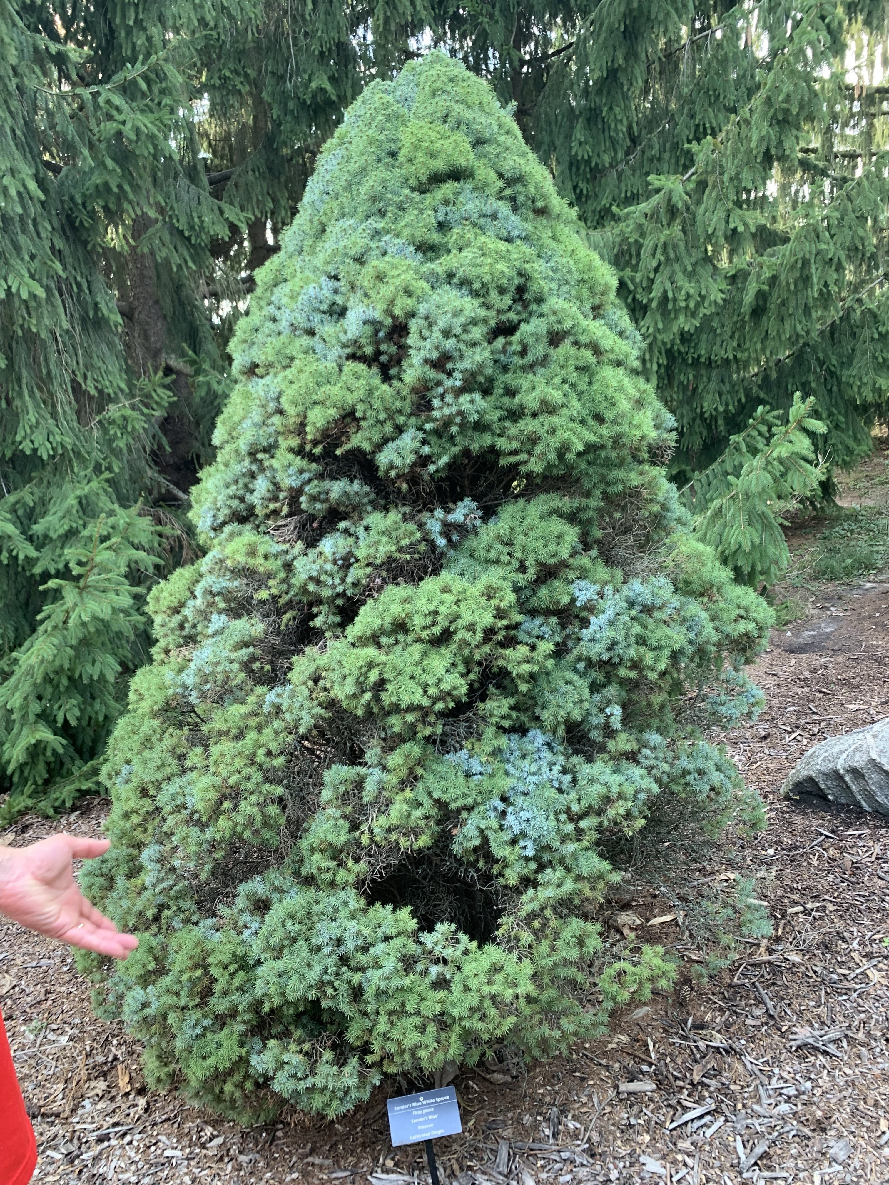 Picea glauca 