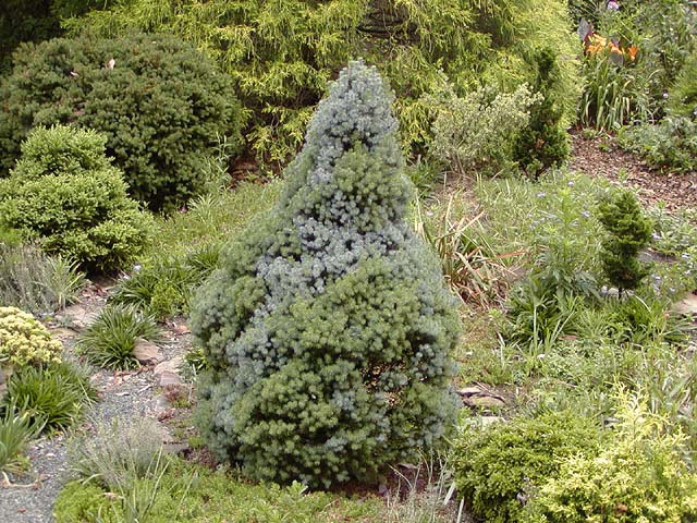 Picea glauca 