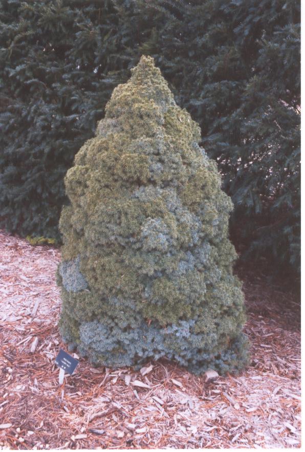Picea glauca 