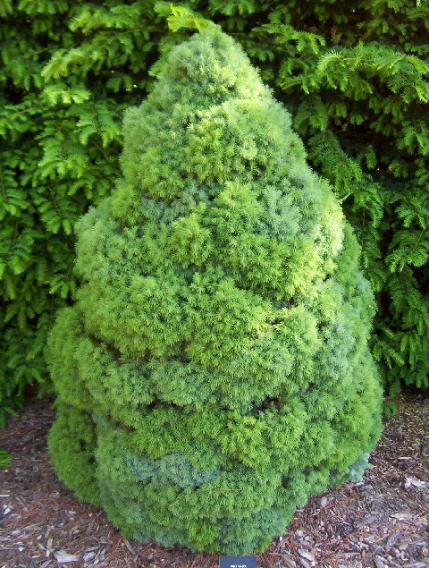 Picea glauca 