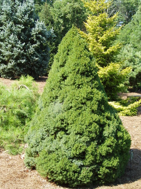 Picea glauca 