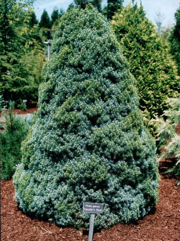 Picea glauca 